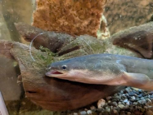 ウナギの釣果