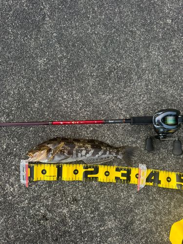 アイナメの釣果