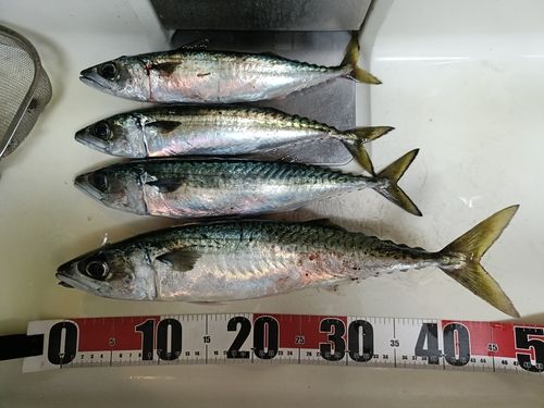 サバの釣果