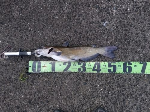 アメリカナマズの釣果