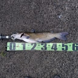 アメリカナマズ