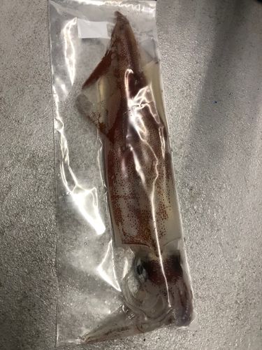 アカイカの釣果