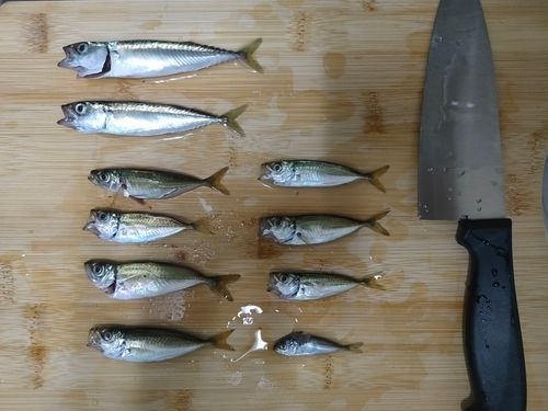 サバの釣果