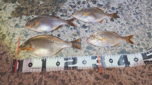 ウミタナゴの釣果