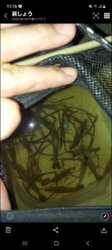 テナガエビの釣果