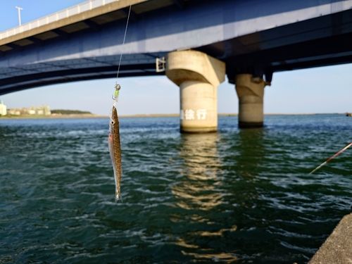 カマスの釣果
