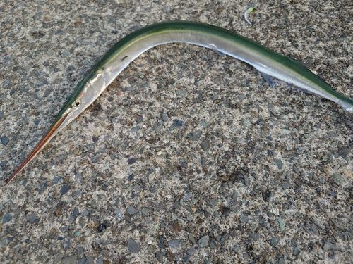 オキザヨリの釣果