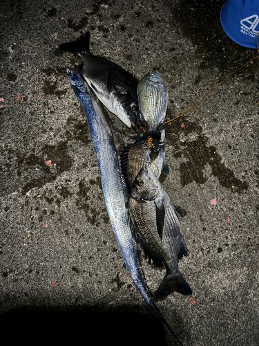 タチウオの釣果