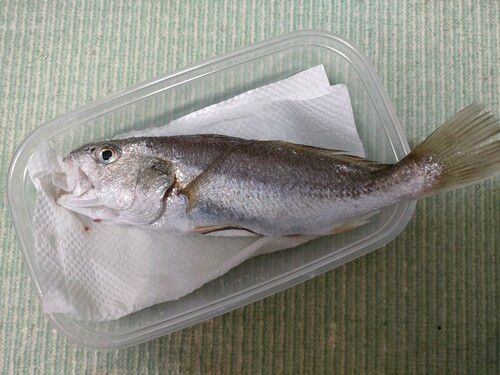 イシモチの釣果