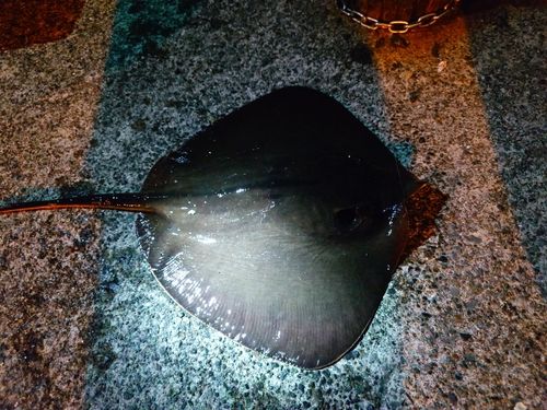 エイの釣果