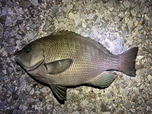 メジナの釣果