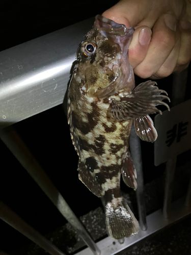 カサゴの釣果