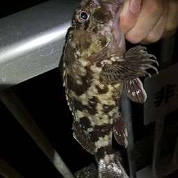 カサゴ