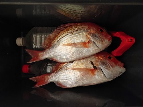 タイの釣果