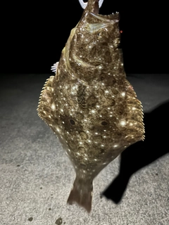 ヒラメの釣果