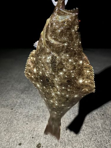 ヒラメの釣果