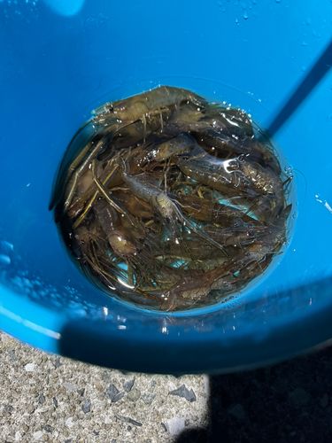 テナガエビの釣果