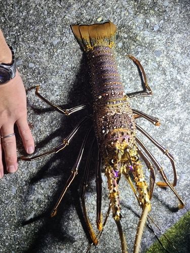 イセエビの釣果
