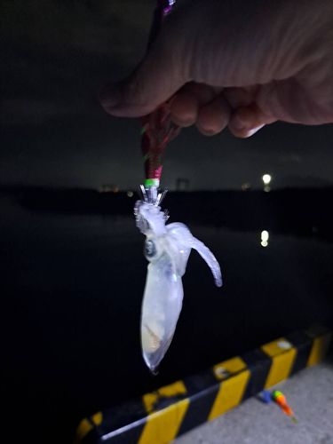 イカの釣果