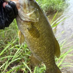 スモールマウスバス