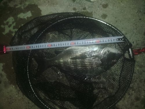 チヌの釣果