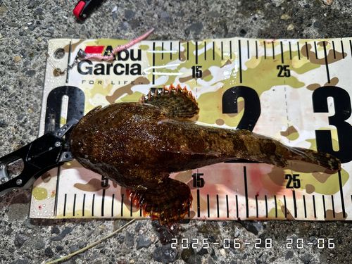 ギスカジカの釣果