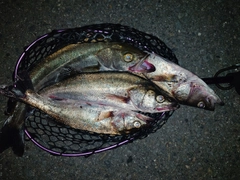 ボラの釣果