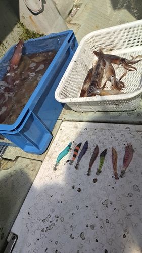 シロイカの釣果