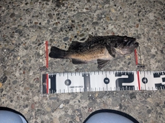 クロソイの釣果