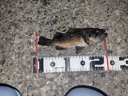 クロソイの釣果