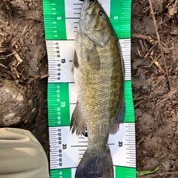 スモールマウスバス