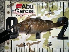 エゾメバルの釣果