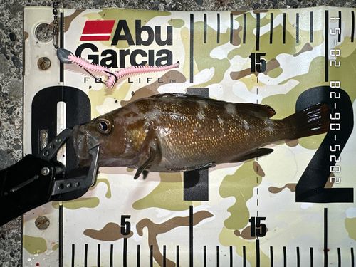 エゾメバルの釣果