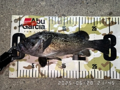 クロソイの釣果