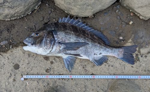 クロダイの釣果