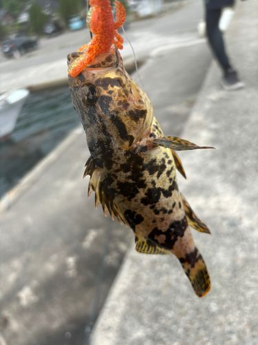 タケノコメバルの釣果