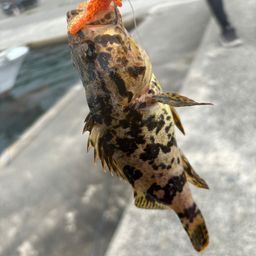 タケノコメバル