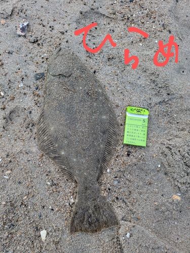 ヒラメの釣果