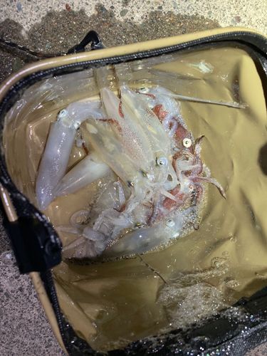 ヒイカの釣果