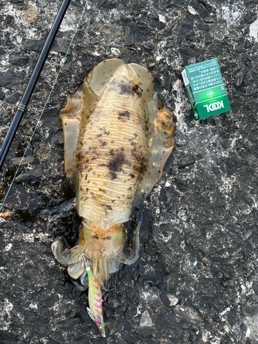 アオリイカの釣果