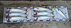 サバの釣果