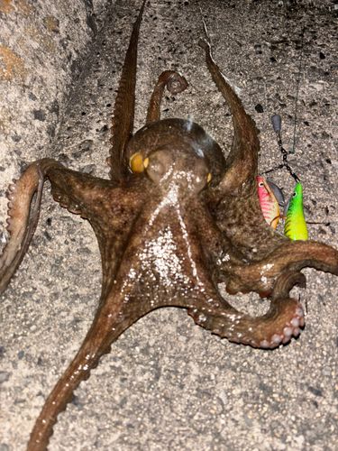 タコの釣果