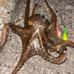 タコ