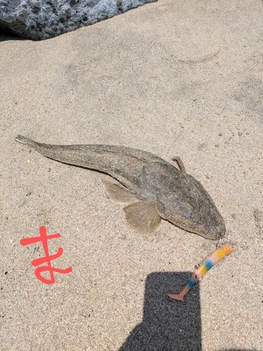 マゴチの釣果