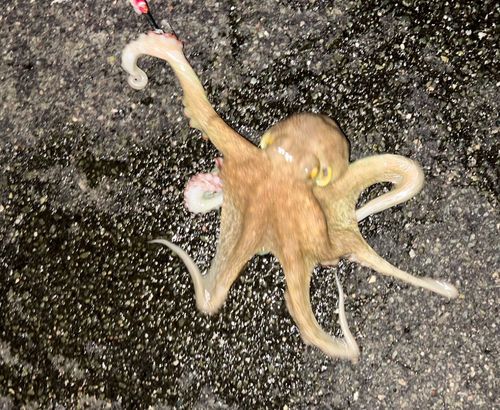 タコの釣果