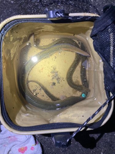 ウナギの釣果