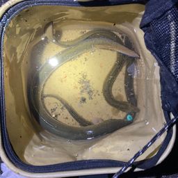 ウナギ