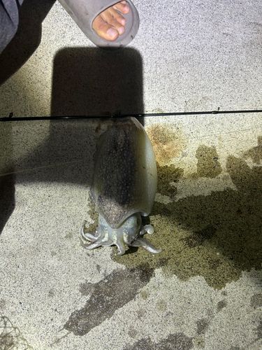 コウイカの釣果