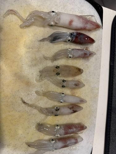ヒイカの釣果