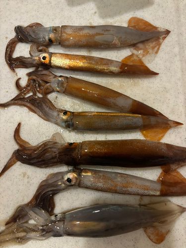 スルメイカの釣果